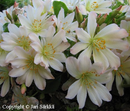 Lewisia tweedyi